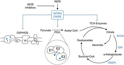 Novel insights into the role of acetyl-CoA producing enzymes in epigenetic regulation